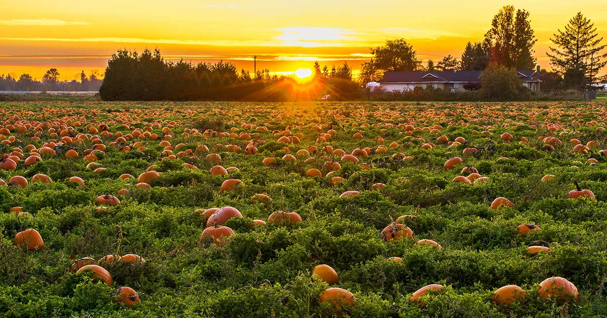 Pumpkin Patch at Sunset